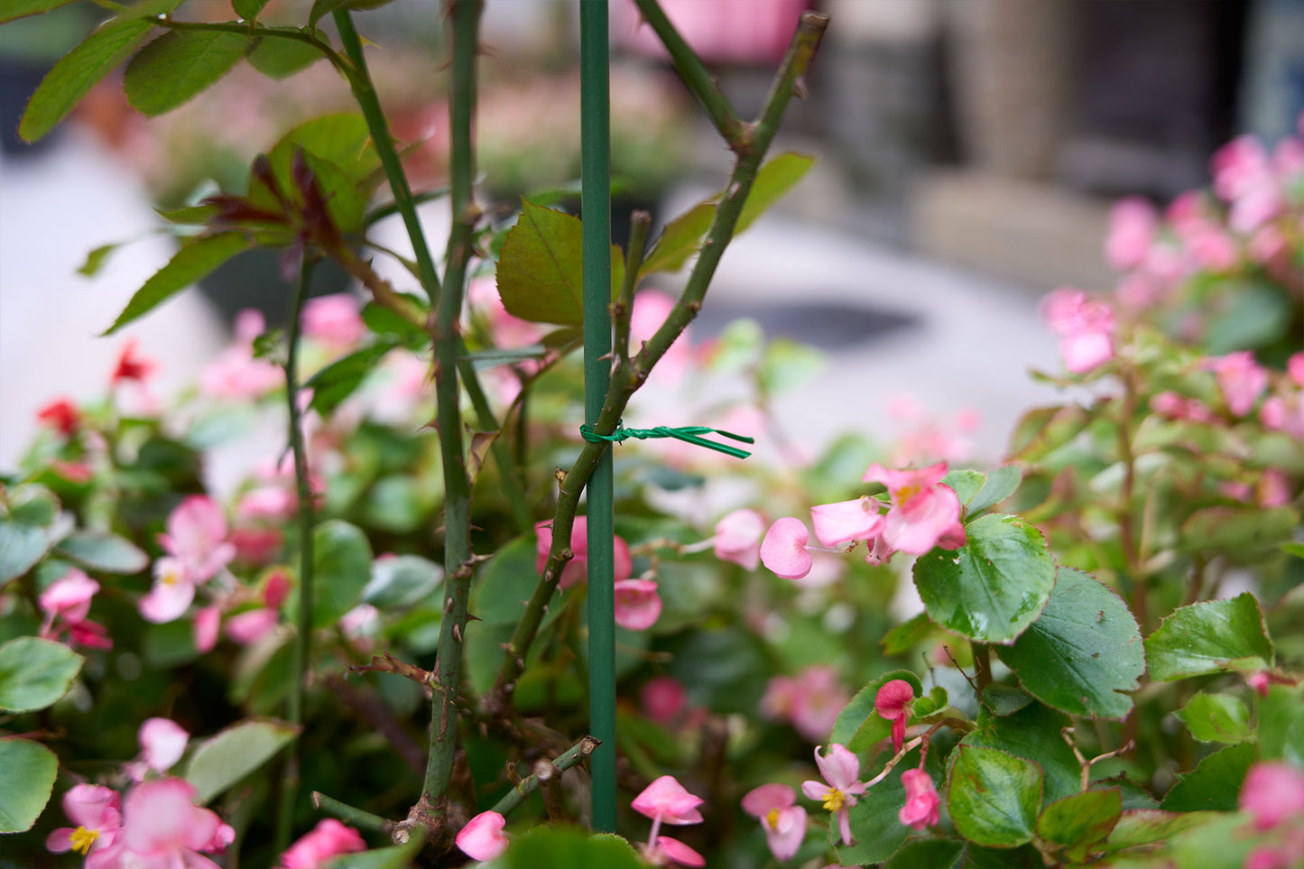 Garden Twist Tie with Cutter